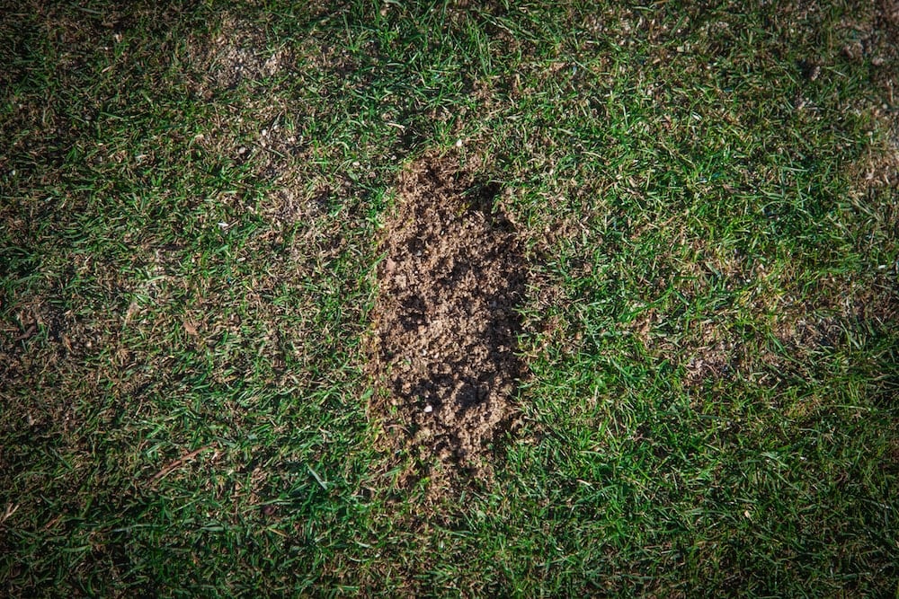 Neutral divot